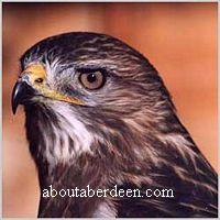 Birds of Prey Aberdeen