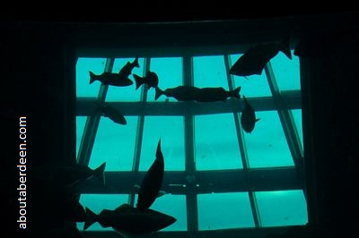 Large Fish Aquarium