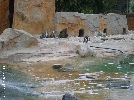Penguins In Zoo