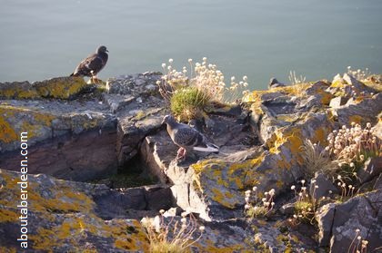 Pigeons on a rock