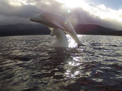 Wild Dolphins Aberdeen Art Sculptures