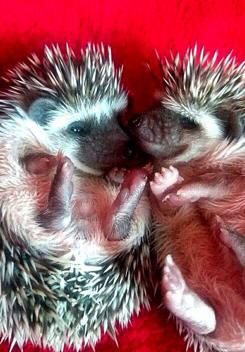 baby hedgehogs