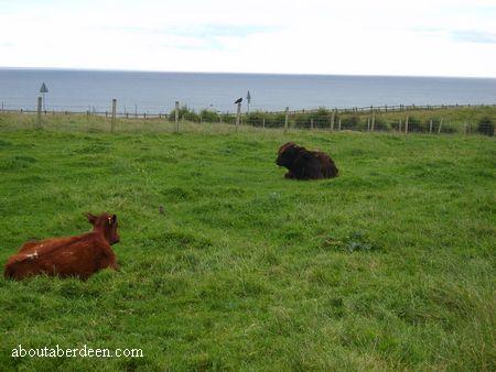 Cattle in a Field by the Sea