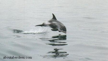 Dolphin Aberdeen