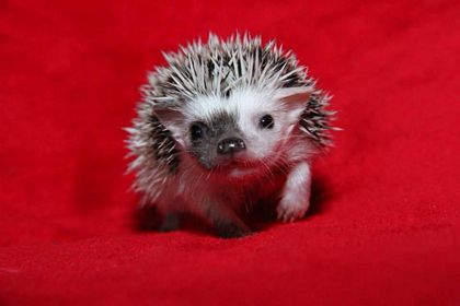 hoglet