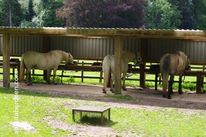 horses in stable eating