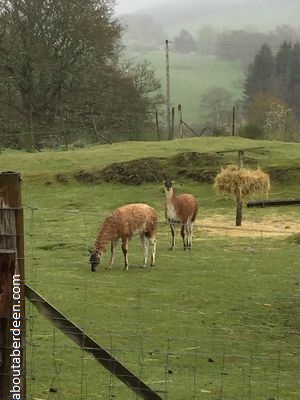 llamas perthshire scotland