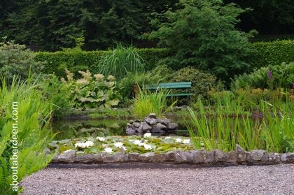 ornamental pond with white water lilies