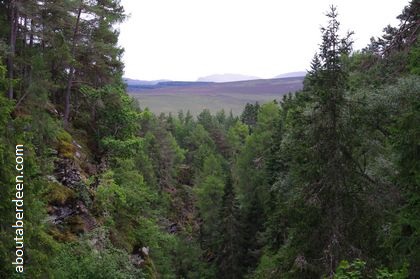 scots pine trees