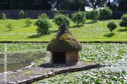 swan and duck hut