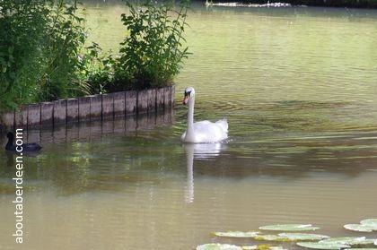 swan in pond