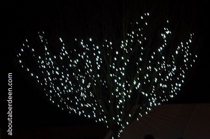 tree lights dark night