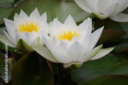 yellow white water lily