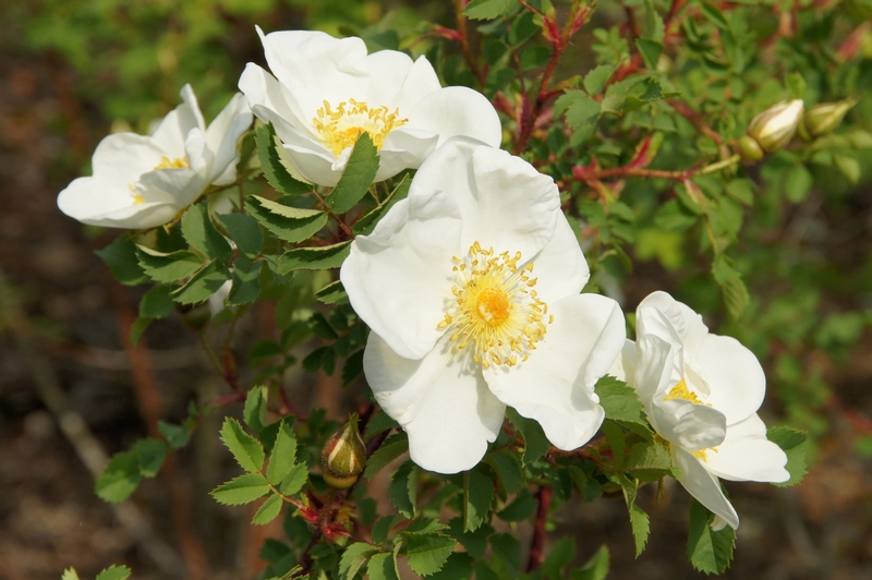 Rosa pimpinellifolia, the burnet rose (also known as Scotch Rose