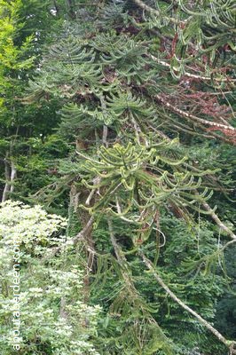 Araucaria araucana