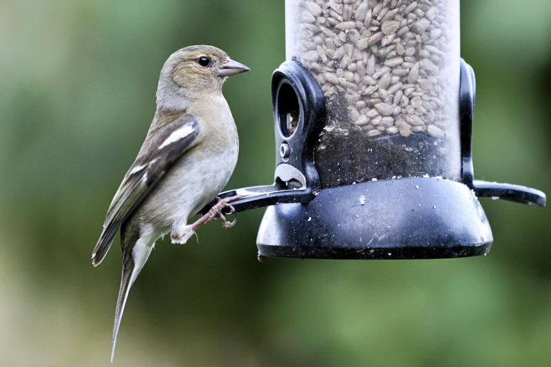 Bird Feeding Feeder