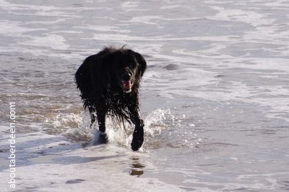 Black Dog Walking Beach Sea