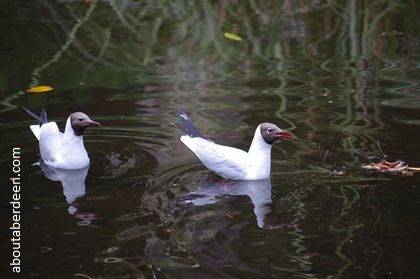 Black Headed Gulls on Water