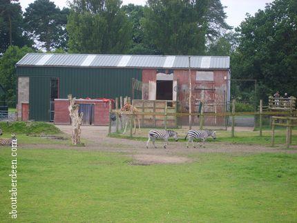 blair drummond safari opening times