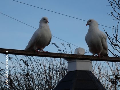 Foos Yer Doos Aye Peckin Awa Doric Meaning