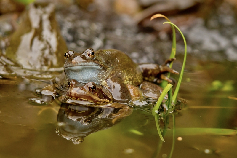 Frogs on top each other pond