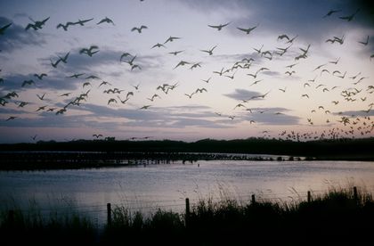 Goose Watch