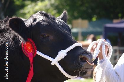 Head Aberdeen Angus