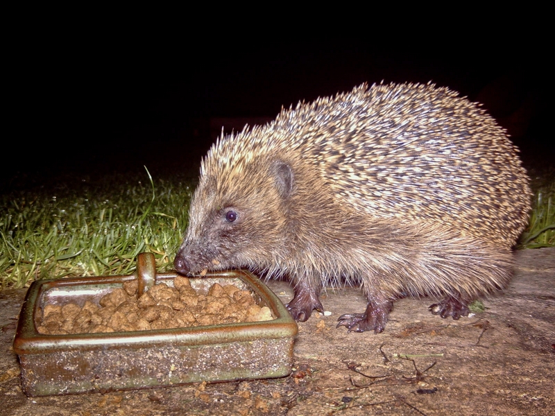 Hedgehog feeding