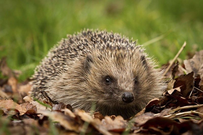 Hedgehog on leaves grass