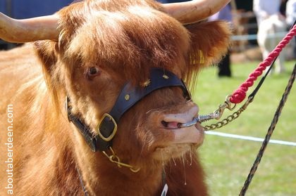 Highland cow