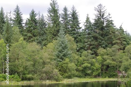 Kirroughtree