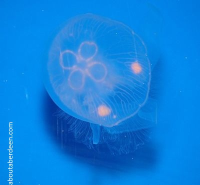 Moon jellyfish