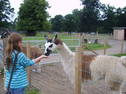 Pets Farm