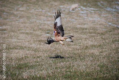 Red Kite Flying