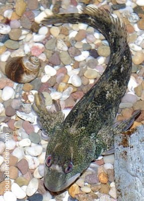 Scorpion Fish