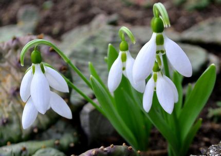 Scottish Snowdrop Festival Aberdeen