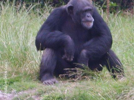 Sitting Chimpanzee