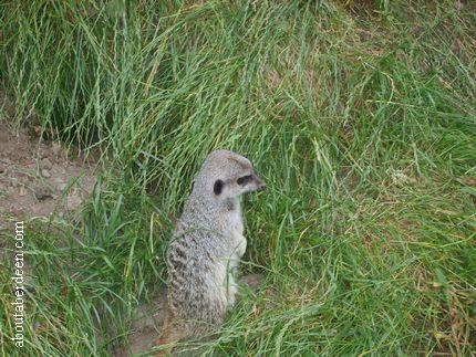 Slender Tailed Meerkat