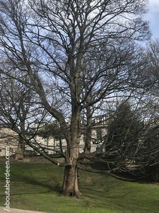 Tree Ferryhill Park Aberdeen