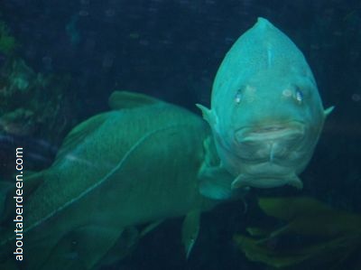 Two Cod In Sea