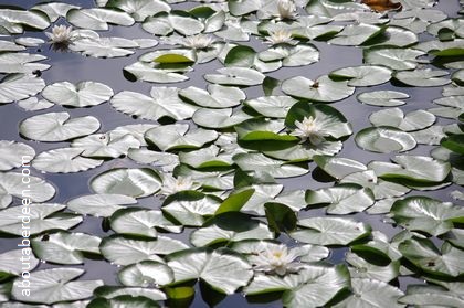 Water Lilies