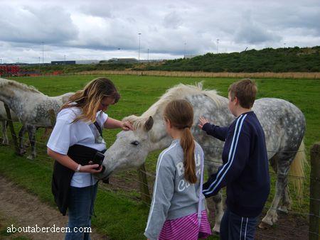 Aberdeen Horses