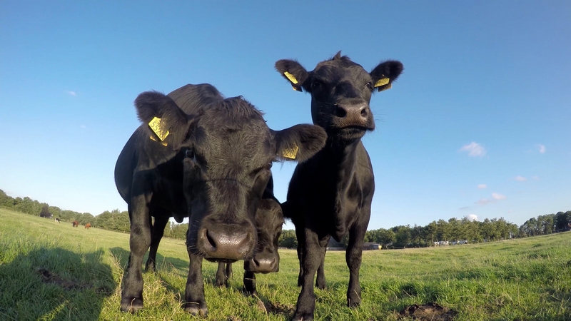 Aberdeen Angus Cows