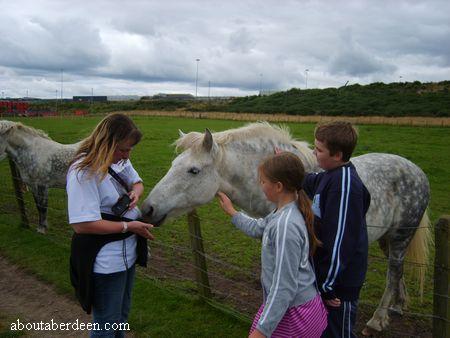 Aberdeen Horse