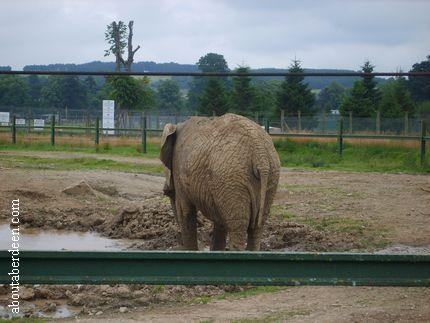 Back of Elephant