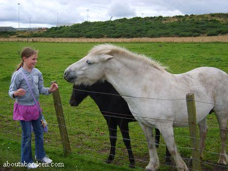 Child Feeding Horses