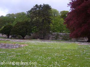 Deer Abbey Trees