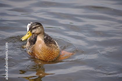 duck swimming in a pond