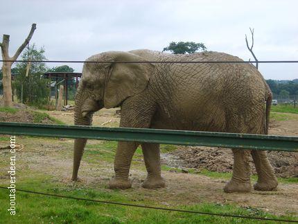 Elephant In Zoo