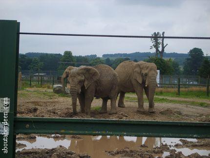 Elephants